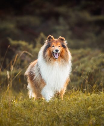 Collie